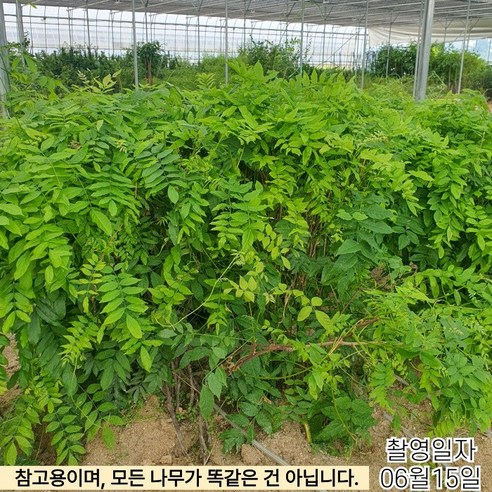 2년 접목 특묘 캐동각 등나무로 실패 없이 풍성한 꽃을!