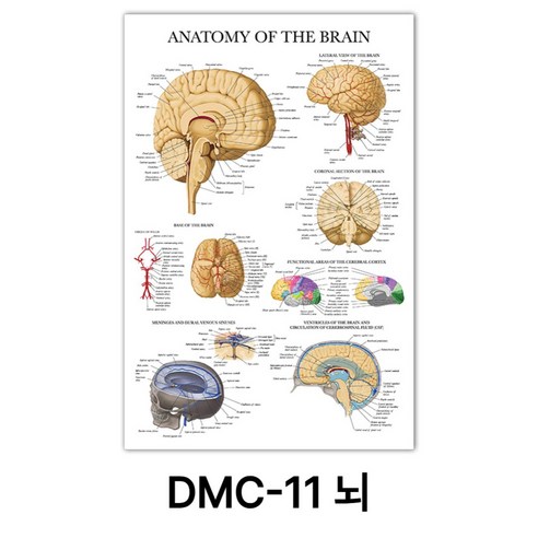 NEW 근육 해부학 포스터, DMC-11 뇌