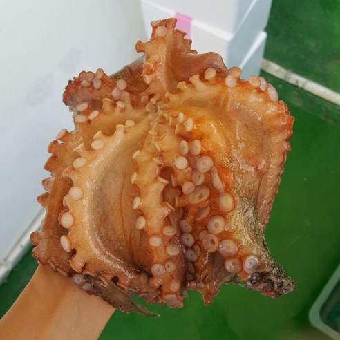 통영 자연산 활 돌문어