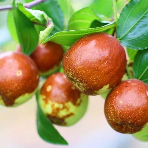 튼튼한 [충북농원] 대왕대추 사과대추나무 묘목으로 달콤한 결실을!