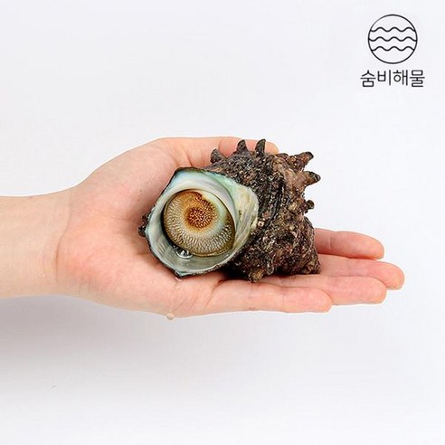 숨비해물 거제도 해녀 자연산 뿔소라1kg(5~8미내외) - 소라/고둥 | 쿠팡