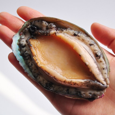 완도직송 싱싱한 활전복 1kg / 크기별 선택가능, 활전복 1kg 중복 (13-15미), 1개