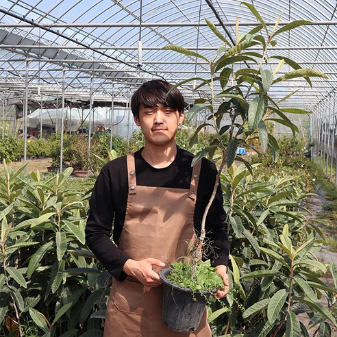 시간을 담은 선물, 비파나무 묘목으로 삶의 활력을 더하세요.