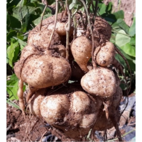 히카마 멕시코감자 얌빈 히까마, 1개, 5kg