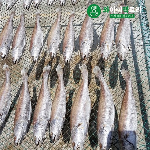 고흥 반건조 제수용 생선 골라담기/참서대 부세조기 민어조기, 참서대(30~35cm), 1개