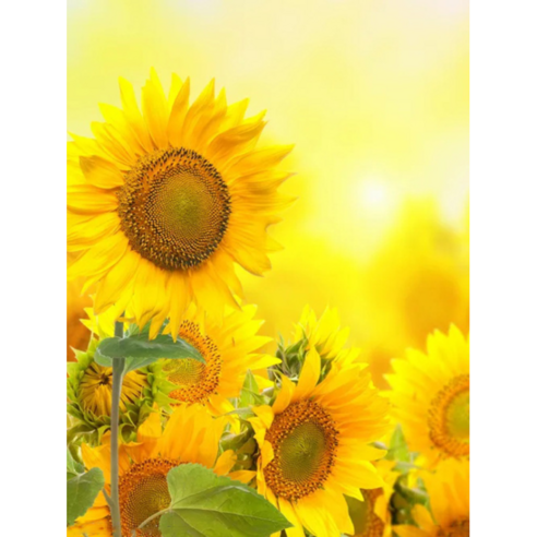 캔버스형 해바라기 보석십자수 DIY 키트 40 x 50 cm, 황금 해바라기