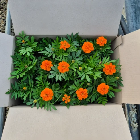 삭막한 공간에 생기를 불어넣다! 메리골드 꽃모종으로 만드는 나만의 작은 정원 꽃모종