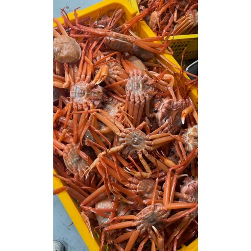 포항 구룡포 선주직송 박달홍게: 최상의 제철 해산물 향연