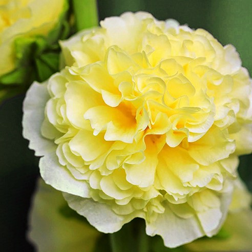 봄의 황금빛 선물: 모야모 겹접시꽃 노랑 씨앗