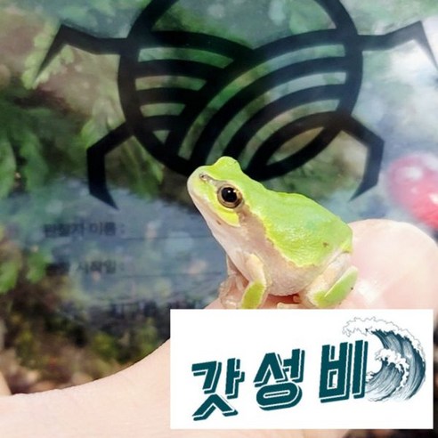 청개구리키우기 추천상품 하이밀 청개구리키우기 곤충의숲 풀 소개