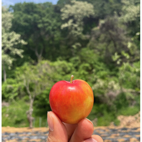 닉대디마트 새콤달콤 햇자두 김천자두 여름과일, 3개, 1kg(중과)