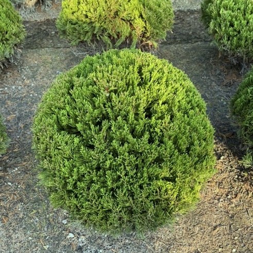 둥근침엽수 옥향 측백나무 / 수폭40cm 묘 산소 조경, 1개