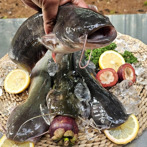 새우몰 국산 오징어입 1kg(냉동), 1kg, 1개 과메기 9 국내산 양식 손질 민물메기, 1개, 국내산 양식 민물메기5kg