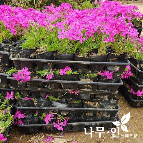 꽃잔디: 정원을 장식하는 봄의 아름다움