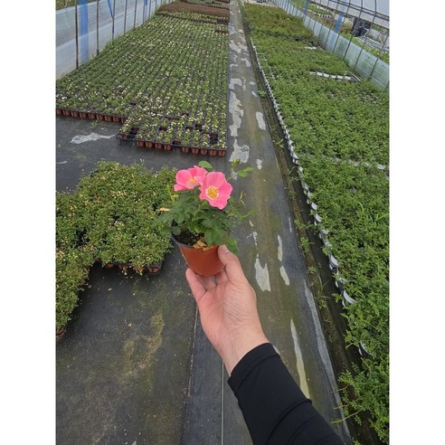 삭막한 일상에 로맨틱한 변화를, 웨딩 찔레장미와 함께!