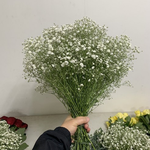 매우 아름다운 안개 생화 한단을 제공하는 [사직생화] 조금 반단 한단 한단