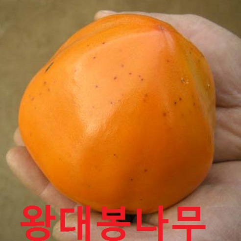 왕대봉 나무 접1년특 1그루 감나무 묘목 나무묘목 과일나무 유실수, 1개