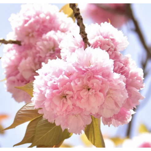 🌸 삭막한 내 정원에 겹벚꽃 로망을 현실로! 🏡 풍성한 겹벚꽃 나무 심어본 후기 겹벚꽃