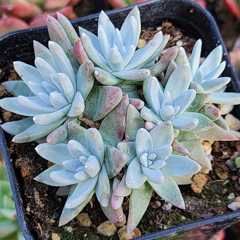 다육이 총집합 골라담기 다육식물 다육이