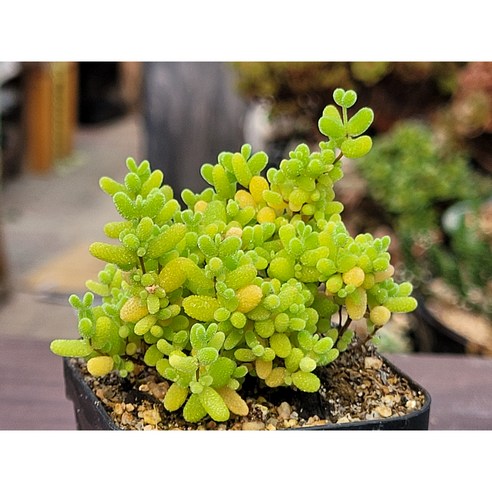 슈퍼글로보섬 자작나무 다육으로 당신의 공간에 특별한 생기를 더하세요.