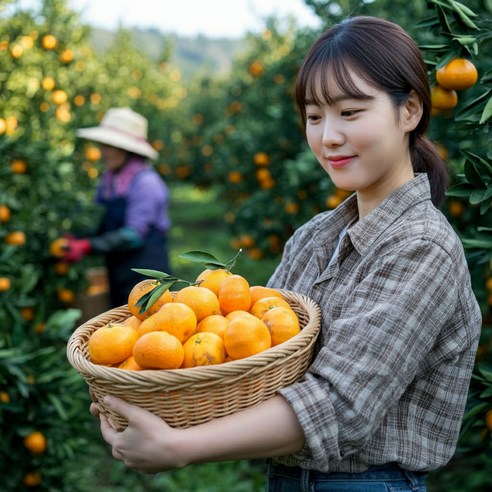 제주 제철의맛 고당도 효돈 감귤 5kg 10kg 가정용, 1박스, 5kg 로얄과(2S~M)