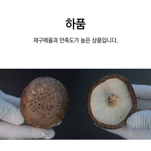 자연의 선물, 충남 서산 생표고버섯으로 식탁을 풍요롭게!