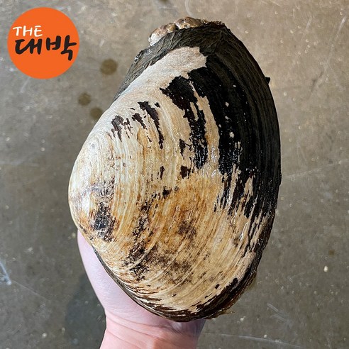 자연산 왕우럭조개로 일상에 특별함을 더하세요