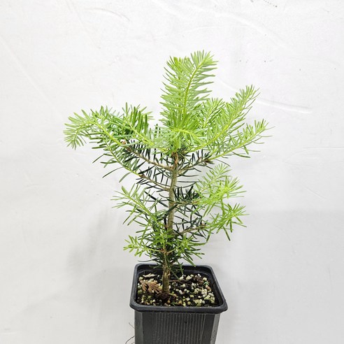 겨울 정원에 푸르름을 더하는 아름다운 외목대 구상나무 묘목