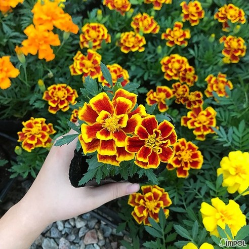 칙칙한 베란다, 생기 넘치는 나만의 정원으로! 청년농부 메리골드 모종 후기 메리골드모종