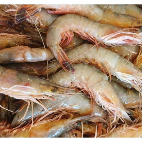 바른바다 신진도 자연산 대하 600g(13~17미)