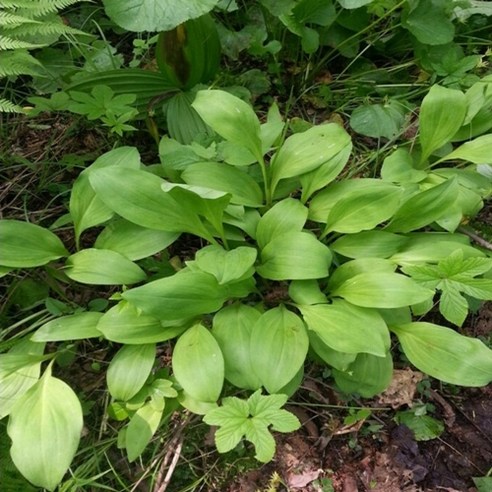 향긋한 울릉도 명이나물로 만든 특별한 김치