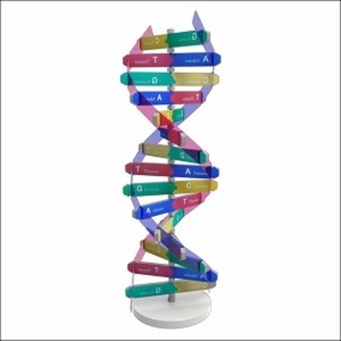 과학뉴 DNA 입체 모형 만들기(10인용)-ZHB과학교구.과학키트.실험실습