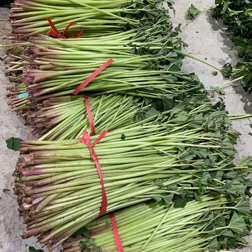 오병이어농산 국내산 싱싱한 머위대 1kg,2kg, 1단, 머위대 1kg(특품), 1kg