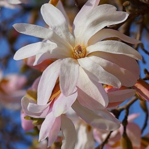 삭막한 일상에 활력을! 나만의 작은 정원을 선물하는 방법 별목련