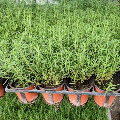 향긋한 로즈마리 허브로 일상에 싱그러움을 더하세요