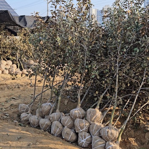 사과나무/ 엔부 자근묘2년생(분) 과실수, 1개