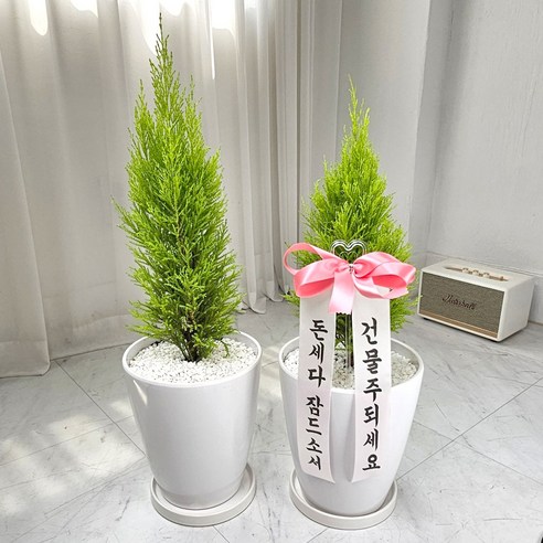 앤드플라워 전국 택배발송 중형실내화분 금전수(50cm) 은행목 스투키(55cm) 녹보수 몬스테라 안스리움 홍콩야자 콩고 율마 뱅갈고무나무 소포라 개업화분 미니화분 공기정화식물, 09. 율마(60cm), 1개