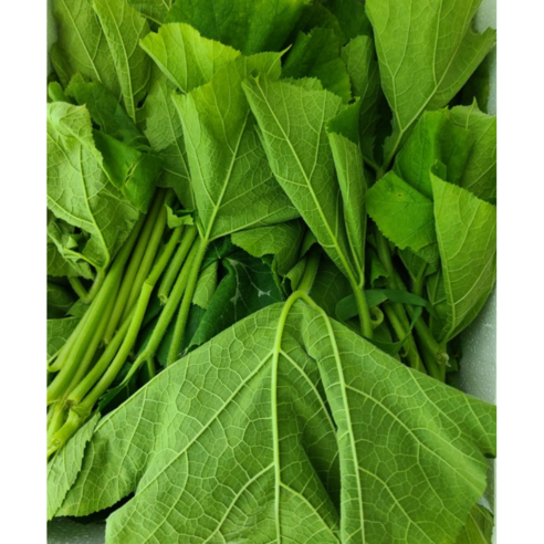 제철 신선한 맛있는 생 호박잎 500g 800g / 호박잎나물 쌈채소 호박잎쌈 생호박잎 호박쌈 쌈나물 쌈잎 쌈밥재료 호박잎500g, 1개