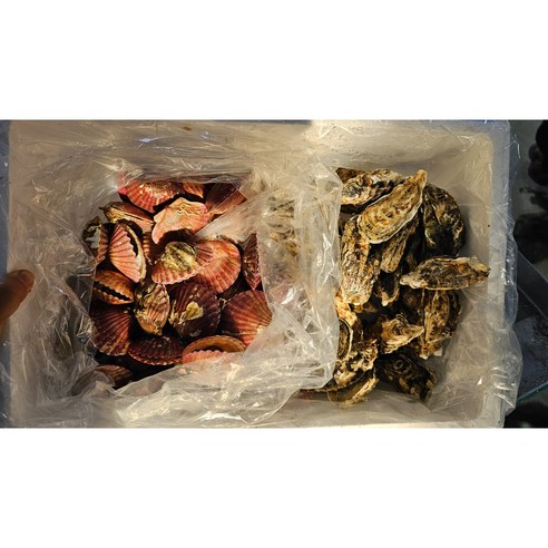당일조업 신선함과 풍부함의 만남: 여수석화 가리비 구이 찜용 세트