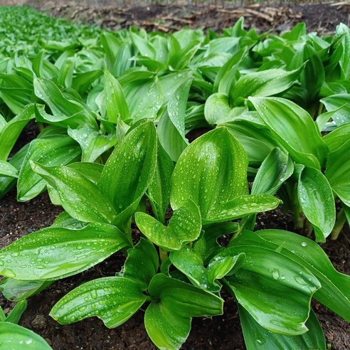 해발 600m 청정 명이나물로 봄철 잃어버린 입맛을 되찾으세요!