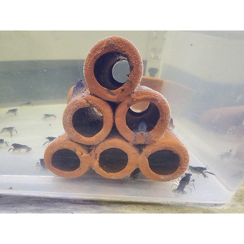 푸른 행복을 선사하는 특별한 반려동물, 블루크로우/치가재를 만나보세요!