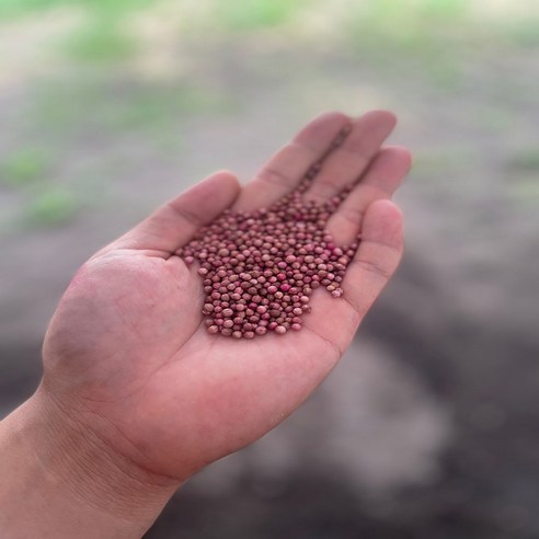 갓 수확한 국산 고수로 당신의 식탁을 특별하게!
