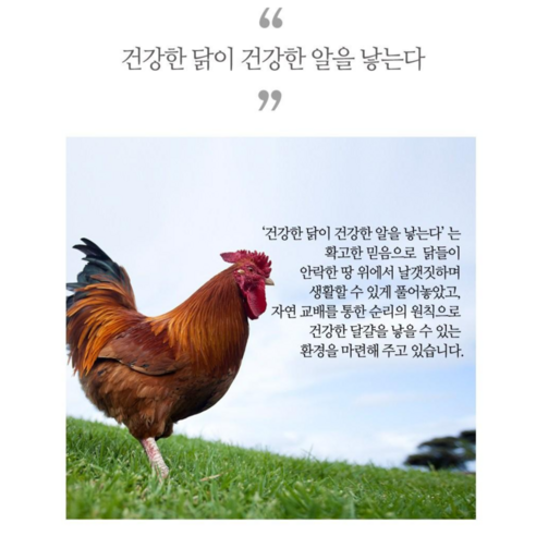 건강한 동물복지 관행에서 자란 닭의 신선하고 맛있는 계란