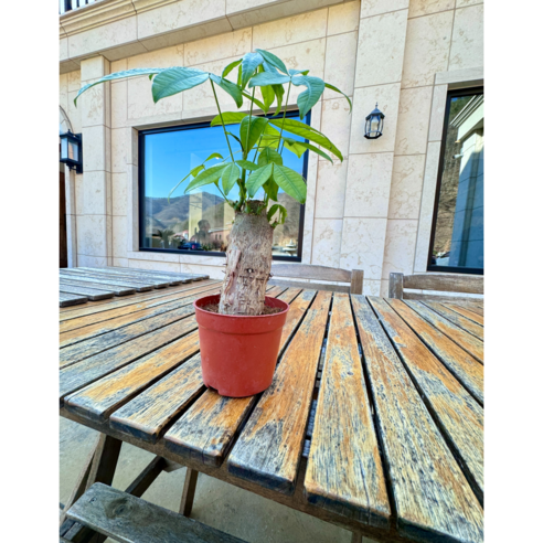 파키라: 가정의 공기 청정과 아름다움 향상을 위한 완벽한 조화