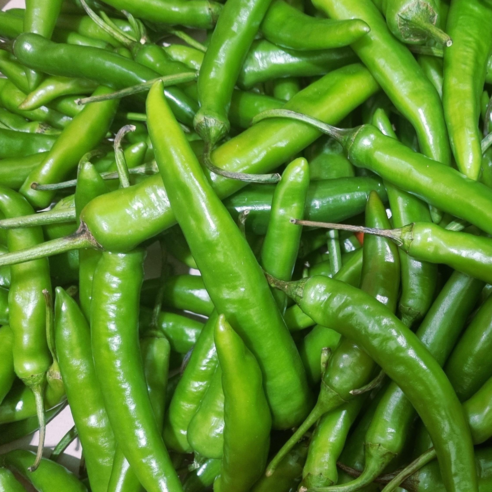 친환경 장아찌용 청양고추