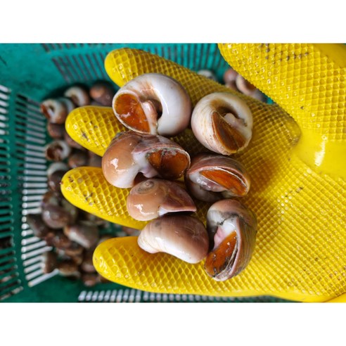홍지수산 자연산 통골뱅이 국내산1kg 산소포장 무침 어묵탕 조개탕, 통골뱅이1kg, 1개