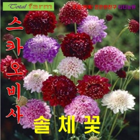 희귀씨앗 솔체국 (스카비오사) 혼합색 20립, 상세페이지 참조