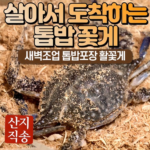 24년 가을 숫꽃게 암꽃게 활 생물 톱밥 꽃게, 1박스, 3kg