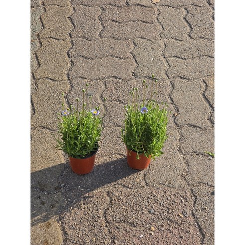 페르시아블루데이지로 삭막한 공간에 나만의 작은 정원을!