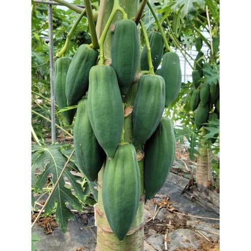 PAPAYA 그린파파야, 10kg, 1개